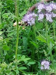 The bees are loving the Pocket Park