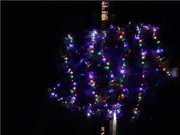 The tree at night - Christmas celebrations on Fernleigh Green